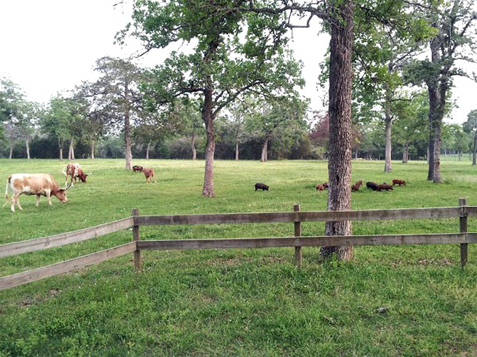 Cabins (Waelder, Texas, United States)