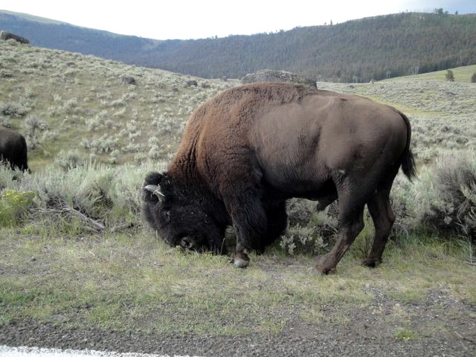 Cabins (White Sulphur Springs, Montana, United States)