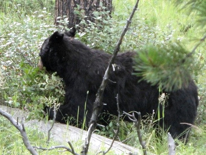 Cabins (White Sulphur Springs, Montana, United States)