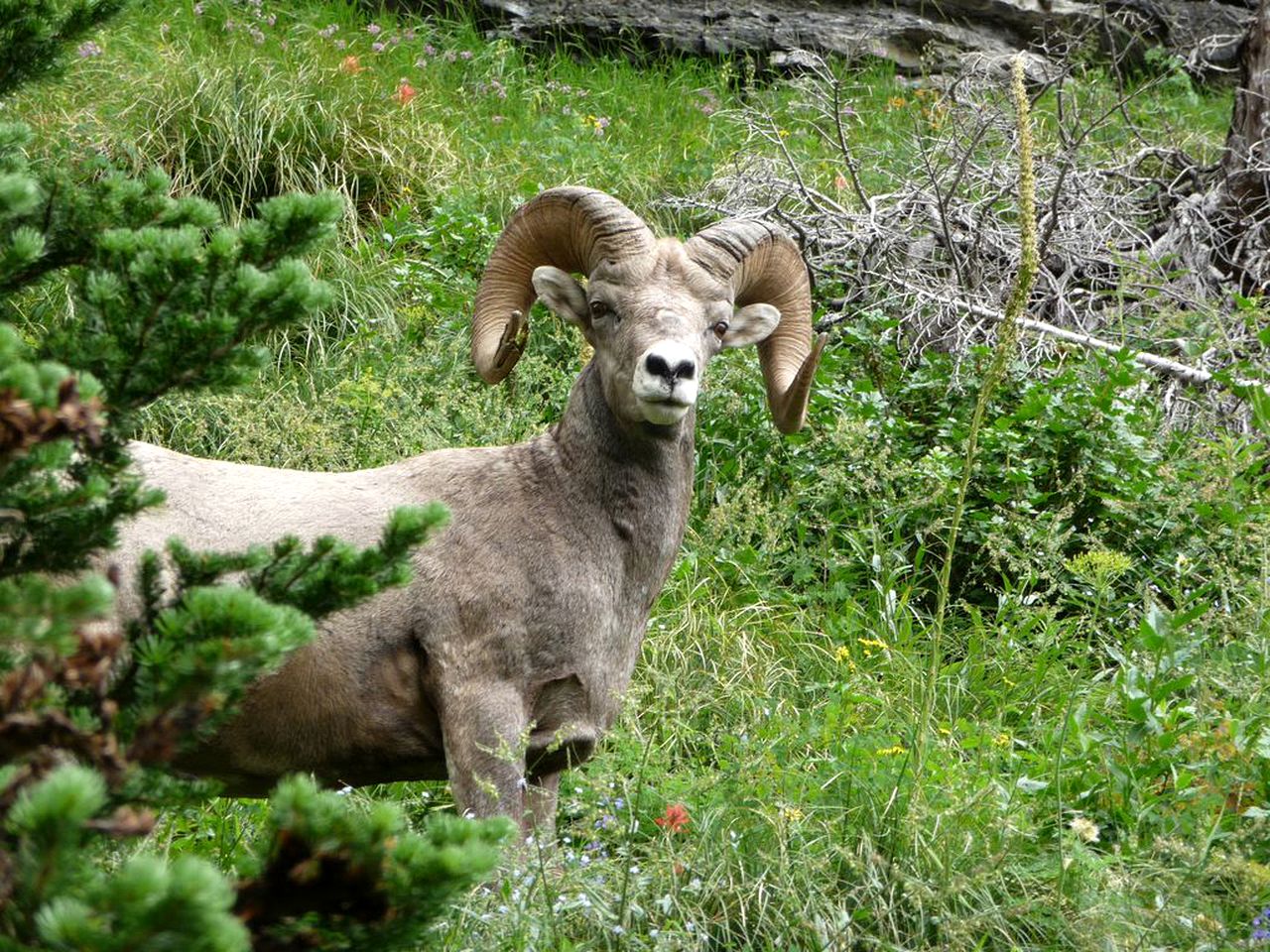 Secluded Lodge Rental for Large Groups in Lewis and Clark National Forest, Montana