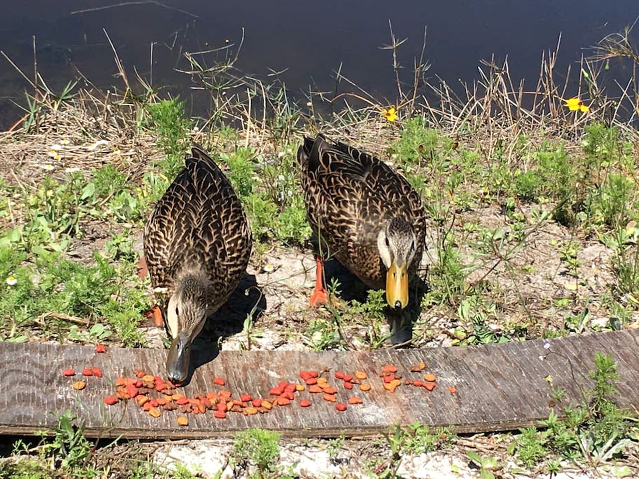 Picturesque Family-Friendly Cabin Rental for a Vacation by the Ocean on Pine Island, Florida