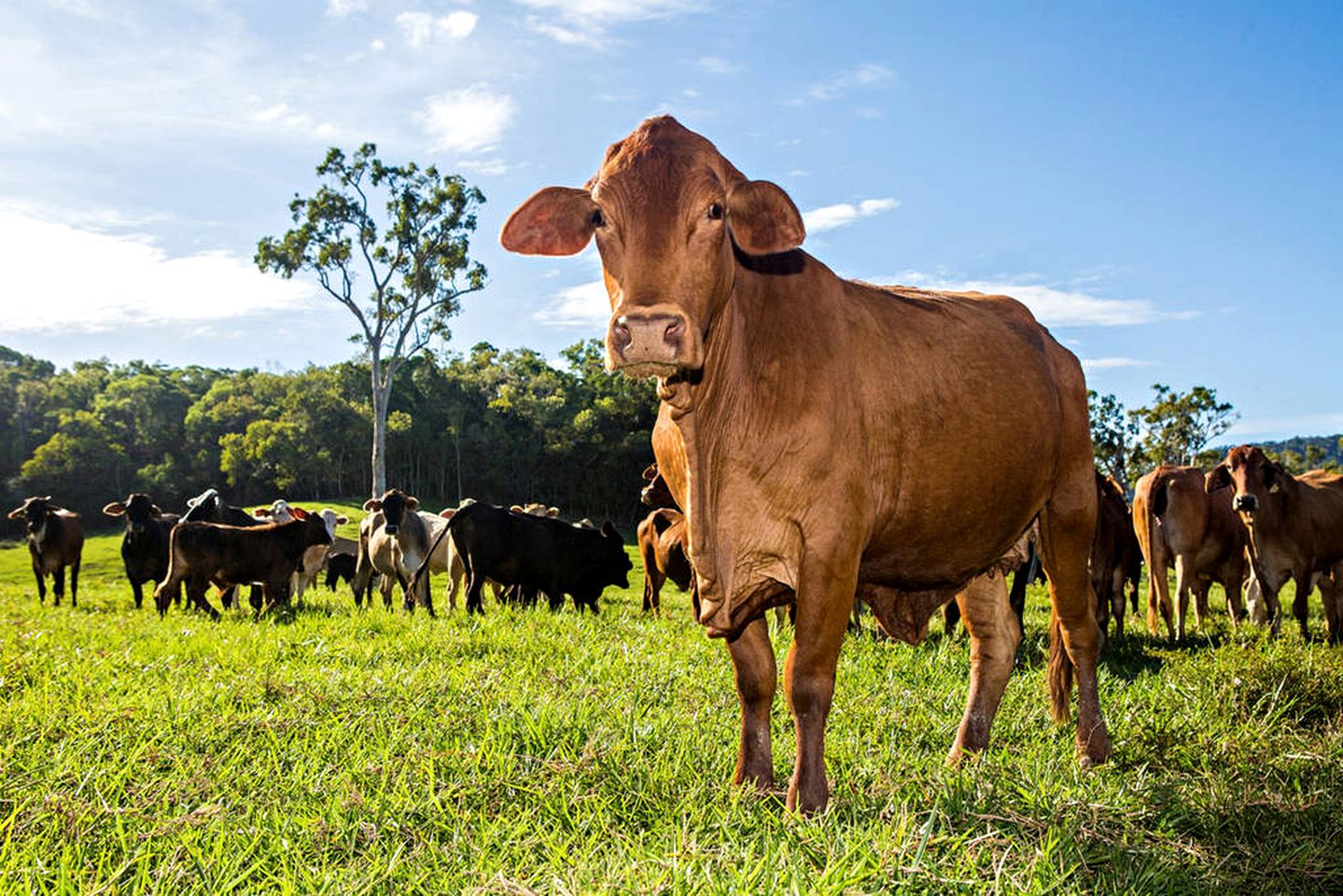 Secluded Cabin with Modern Amenities near Cedar Bay National Park, Australia