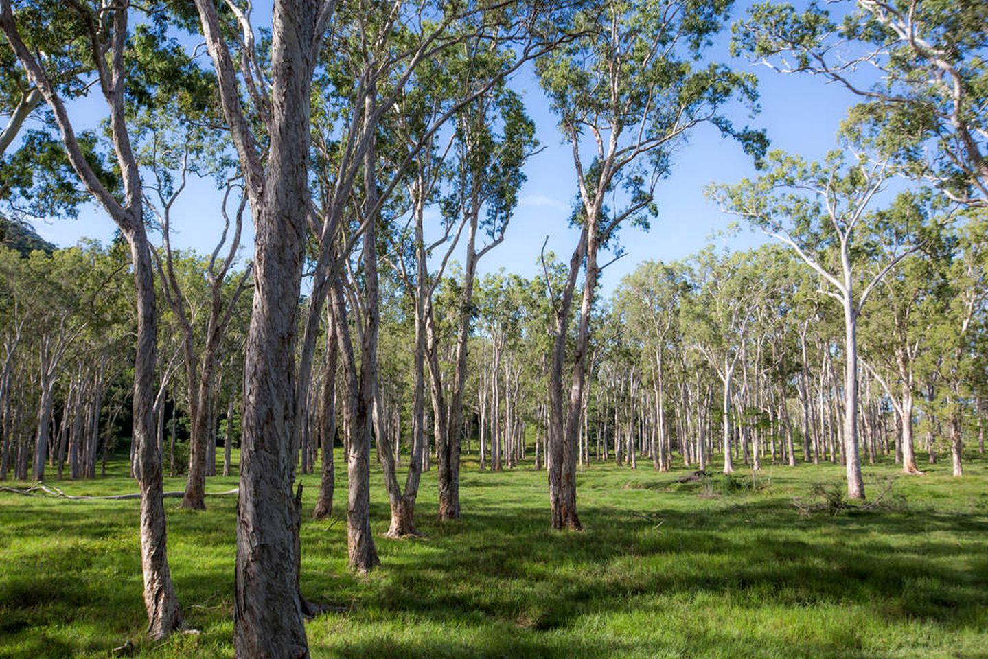 Secluded Cabin with Modern Amenities near Cedar Bay National Park, Australia