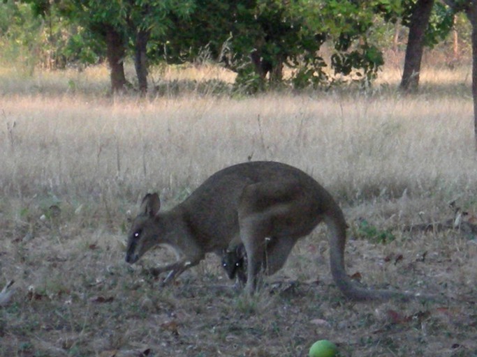 Safari Tents (Daly River, Northern Territory, Australia)