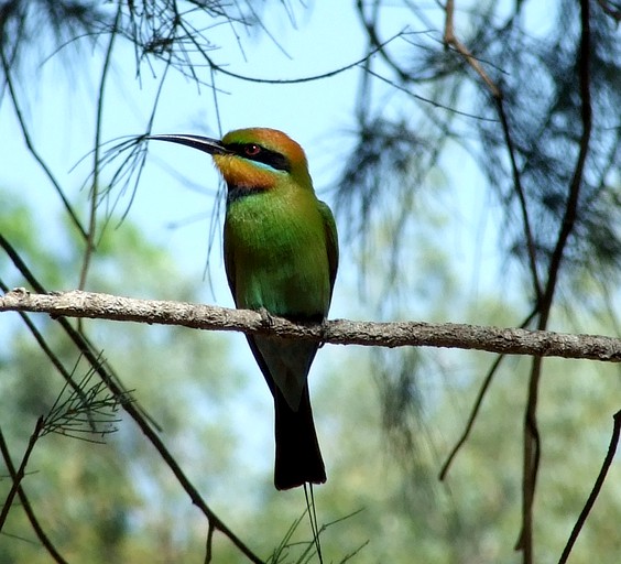 Safari Tents (Daly River, Northern Territory, Australia)