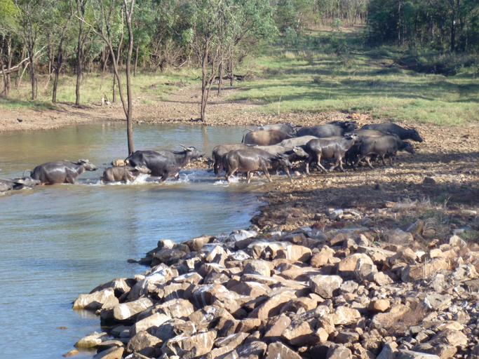 Safari Tents (Daly River, Northern Territory, Australia)