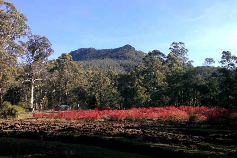 Cottages (Deloraine, Tasmania, Australia)