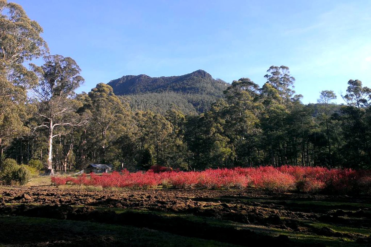 Secluded Cottage Rental Tucked Away in the Countryside near Deloraine, Tasmania