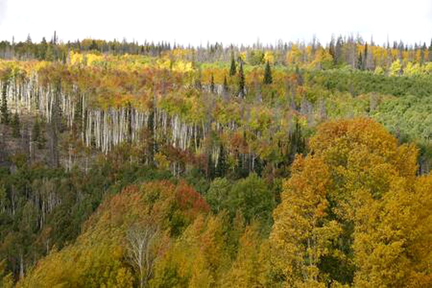 Luxury Mountain Getaway near Routt National Forest in Colorado