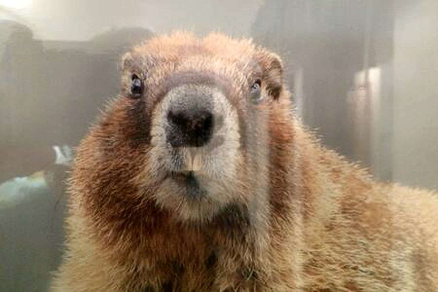 Luxury Mountain Getaway near Routt National Forest in Colorado