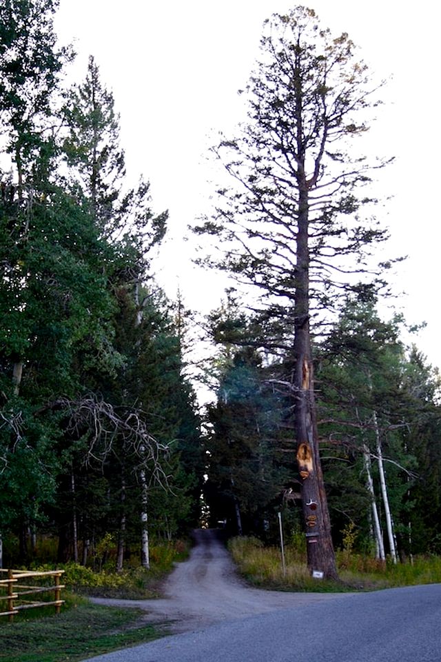 Rustic Family Cabin Nestled Among the Towering Trees in Idaho
