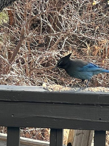 Cabins (United States of America, San Bernardino, California)