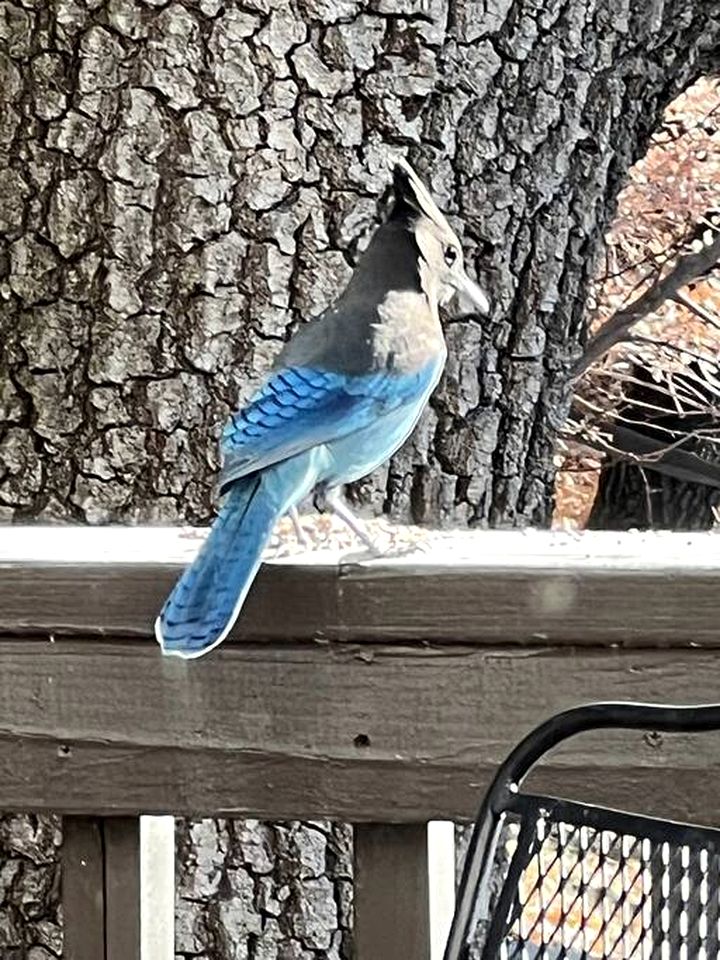 Mountain Magic: Cabin in an Unbeatable Location near Big Bear Lake
