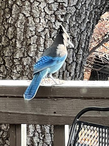 Cabins (United States of America, San Bernardino, California)