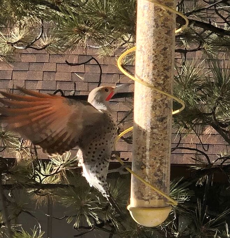 Mountain Magic: Cabin in an Unbeatable Location near Big Bear Lake