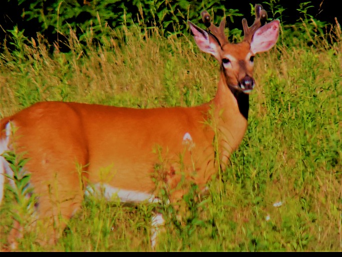 RU Tentrr Signature Site Sugarloaf Mountain Meadows Camp on