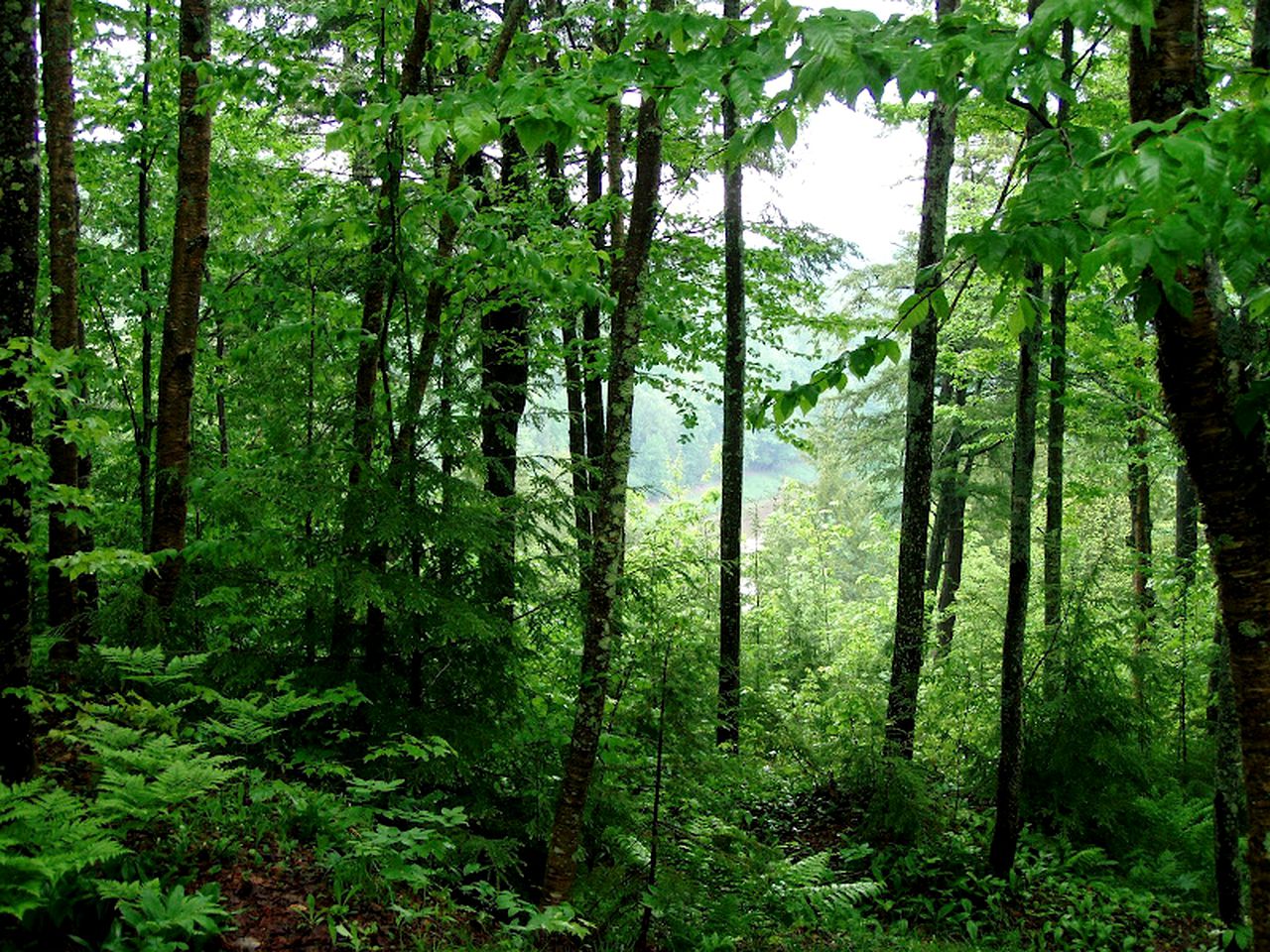 Cozy Lake Cabin Rental near the Porcupine Mountains in Michigan