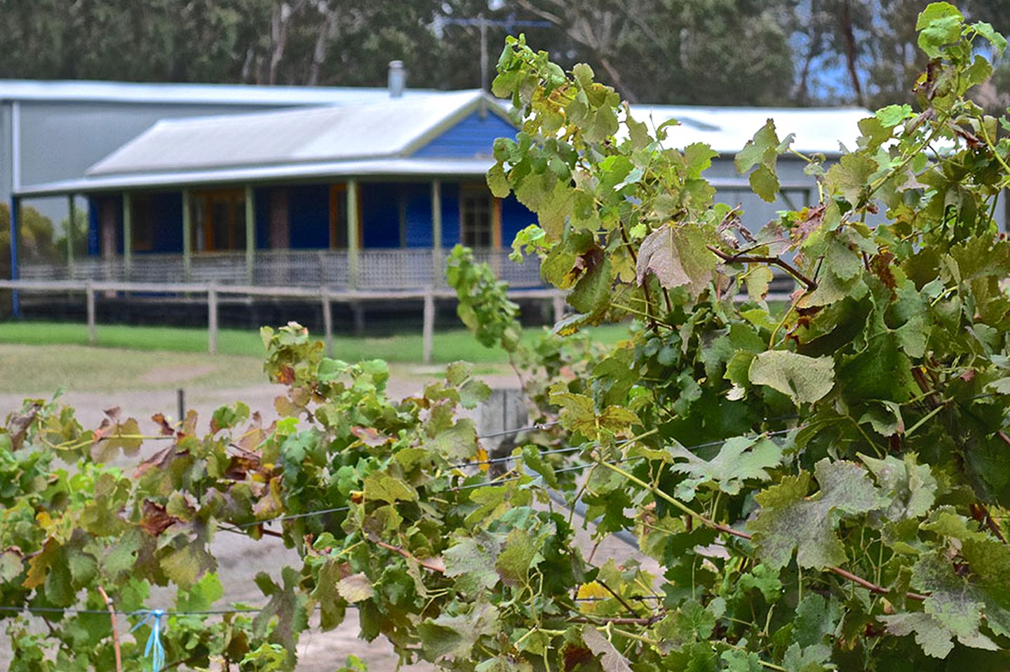 Mountainside Cabin Rental Nestled in a Vineyard near Ararat, Victoria