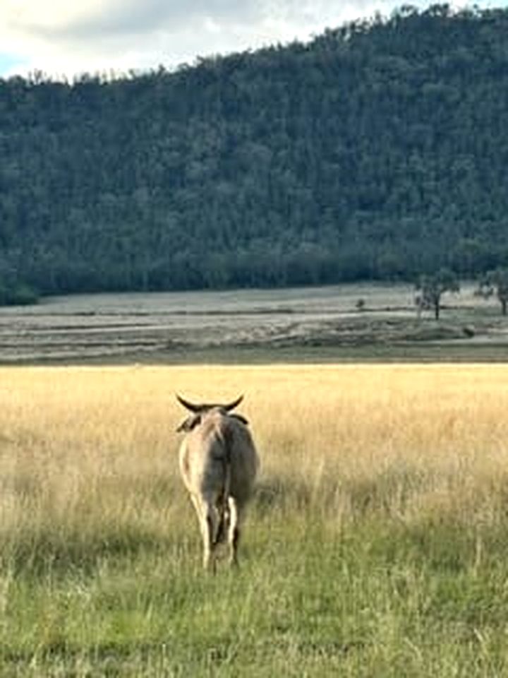 Cozy Secluded Tiny House in Warialda, New South Wales