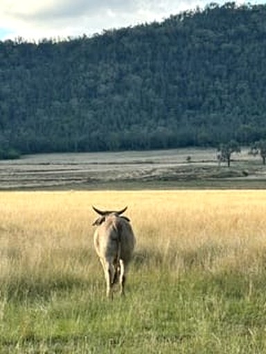 Tiny houses (Australia, Warialda, New South Wales)