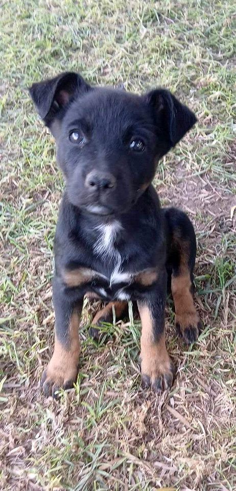 Cozy Secluded Tiny House in Warialda, New South Wales