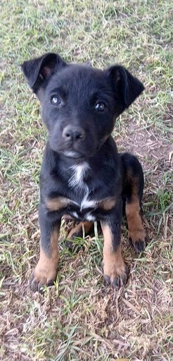 Tiny houses (Australia, Warialda, New South Wales)