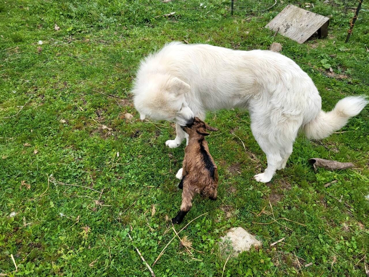 Cozy Forest Cabin with Farm Animals & Trails near Downtown in British Columbia