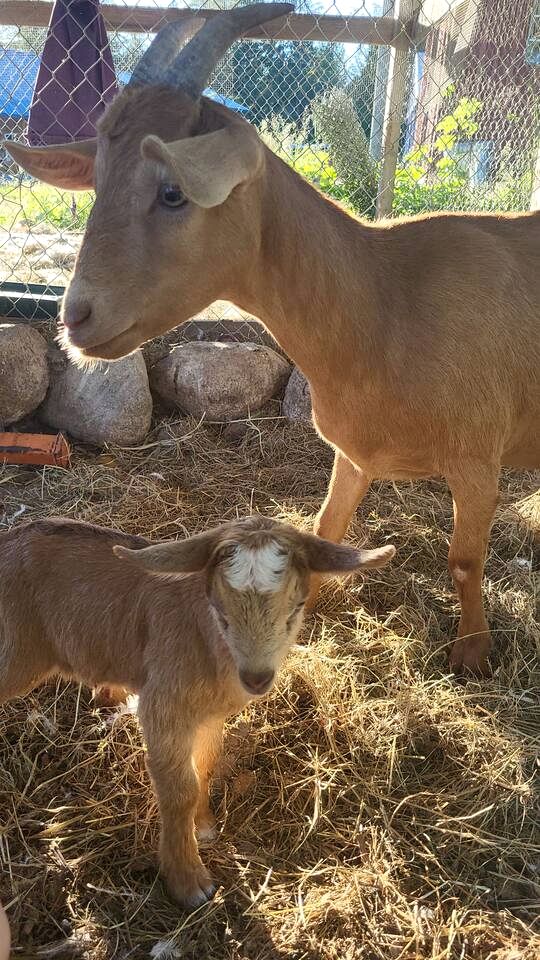 Cozy Forest Cabin with Farm Animals & Trails near Downtown in British Columbia