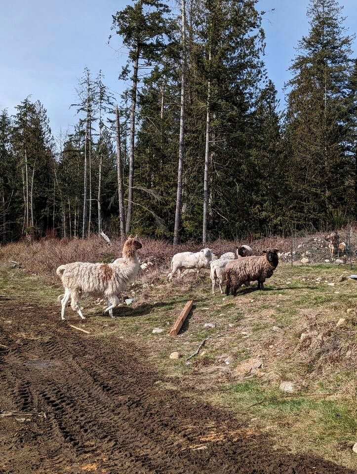 Cozy Forest Cabin with Farm Animals & Trails near Downtown in British Columbia