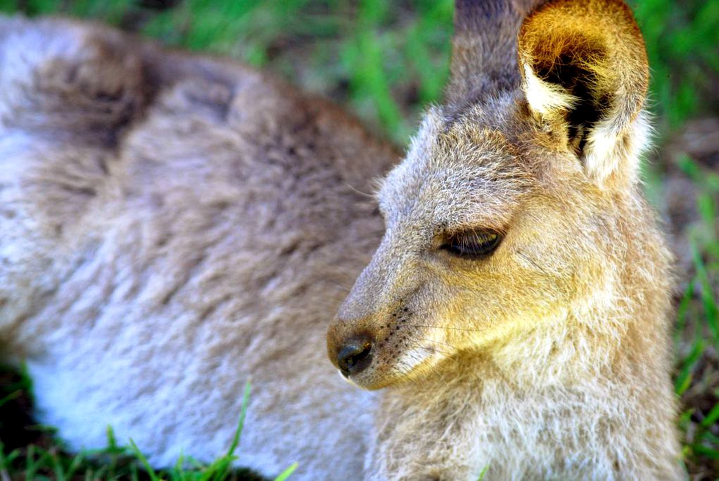 Bed and Breakfast Getaway on a Working Farm in Kokotungo, Queensland