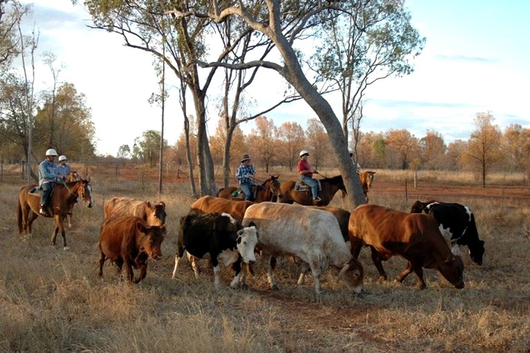 Nature Lodges (Baralaba, Queensland, Australia)