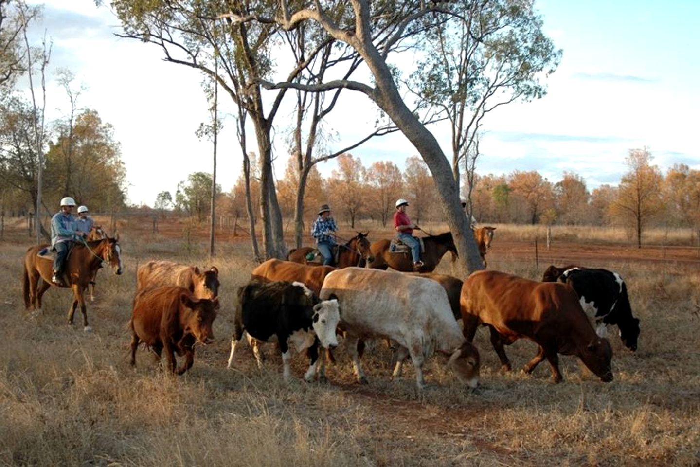 Bed and Breakfast Getaway on a Working Farm in Kokotungo, Queensland