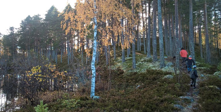 Cottages (Falun, Dalarna, Sweden)