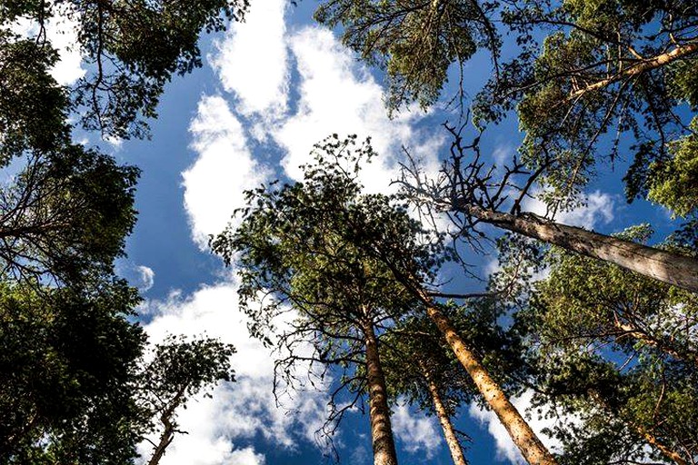 Tree Houses (Falun, Dalarna, Sweden)