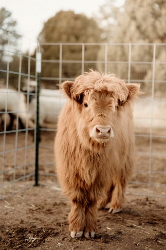 Cabins (United States of America, --, New Mexico)