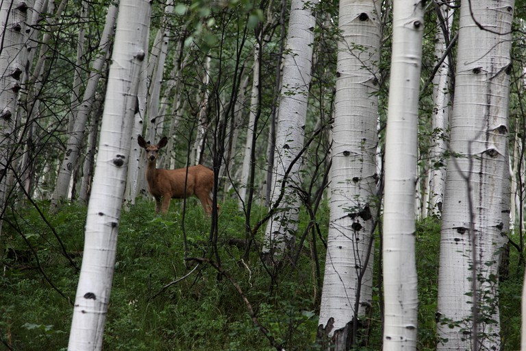 Cabins (Meredith, Colorado, United States)