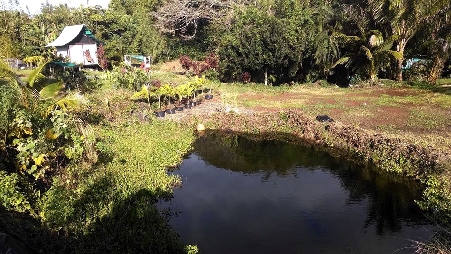 Sweet Cottage, Magical Grottos and Stunning Coastline in Kehena, Hawaii