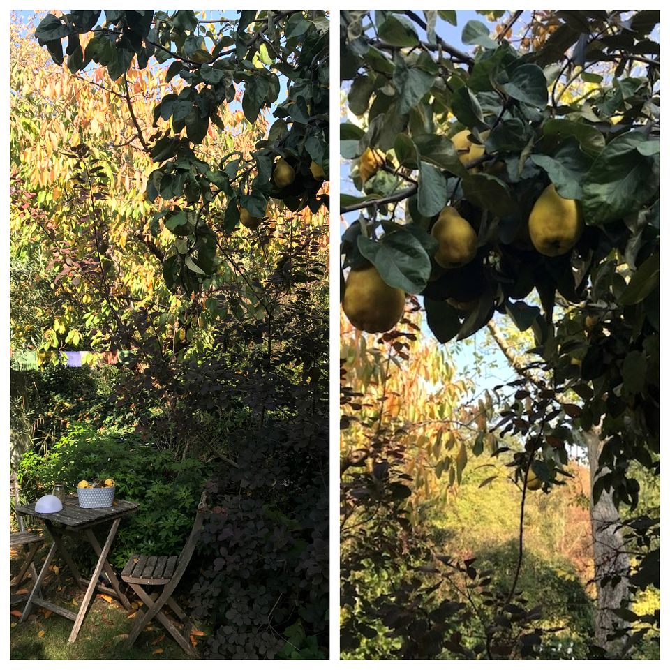 Peaceful Woodland Yurt Rental Close to the Underground and Central London, England