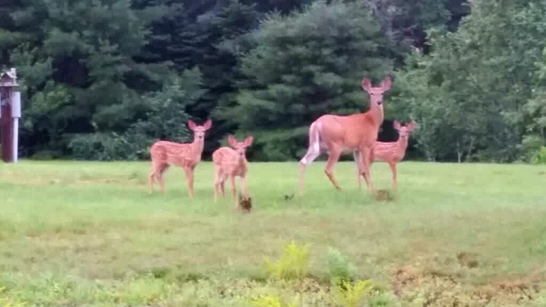 Vacation Rentals (United States of America, Hancock, Maine)