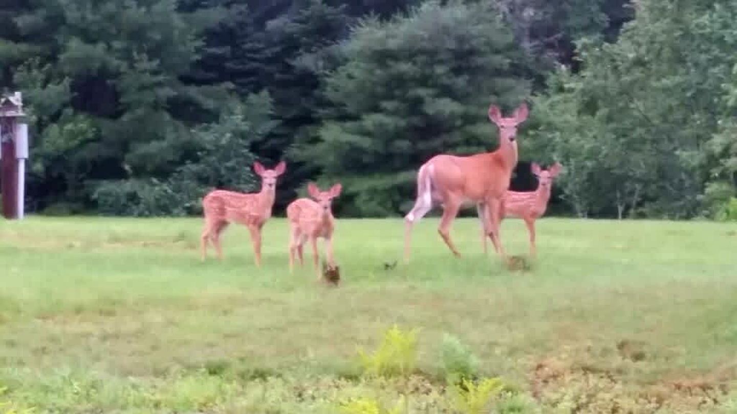 Spacious Ranch-Style Retreat with Private Deck, Nestled in Nature Near Acadia, Hancock Maine
