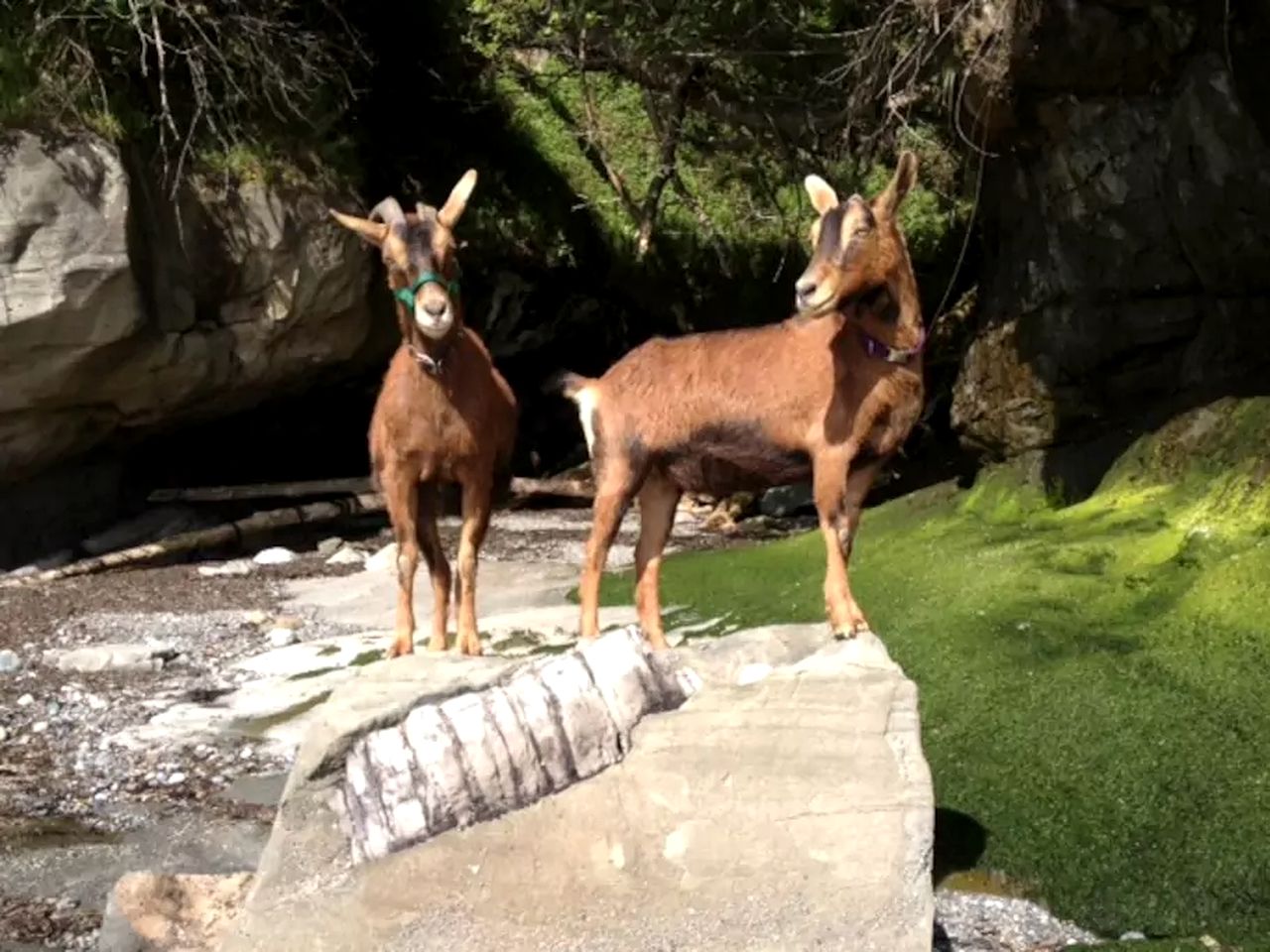 Charming Suite Rental with Deluxe Kitchen on Family Farm on Lummi Island