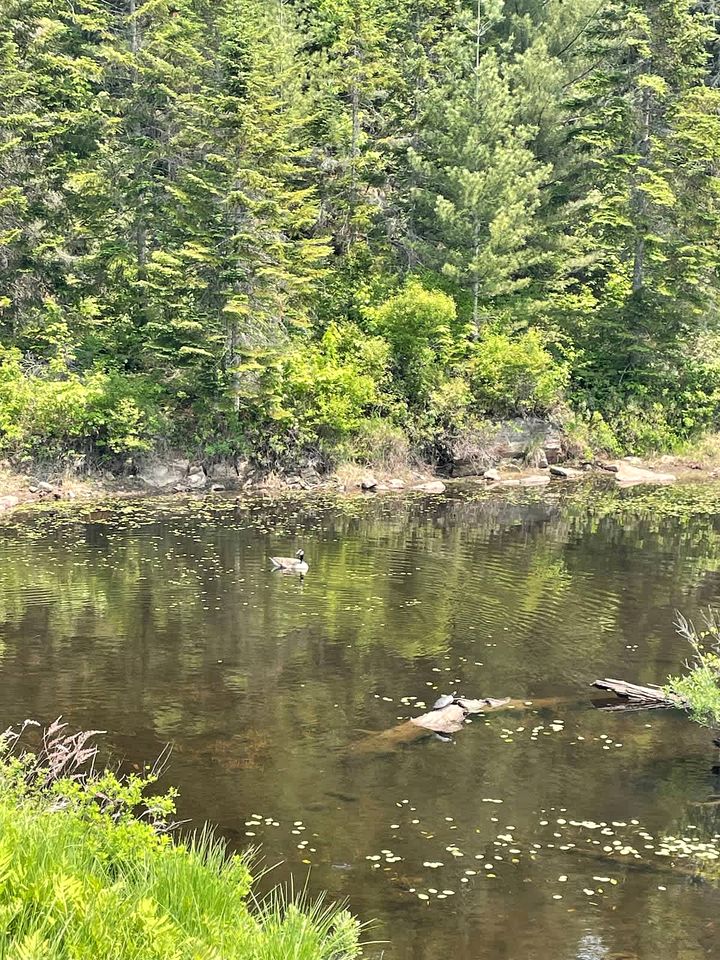 Secluded Forest Cottage with Screened Porch and Trail Access Near Lakes, St-Alphonse-Rodriguez Quebec