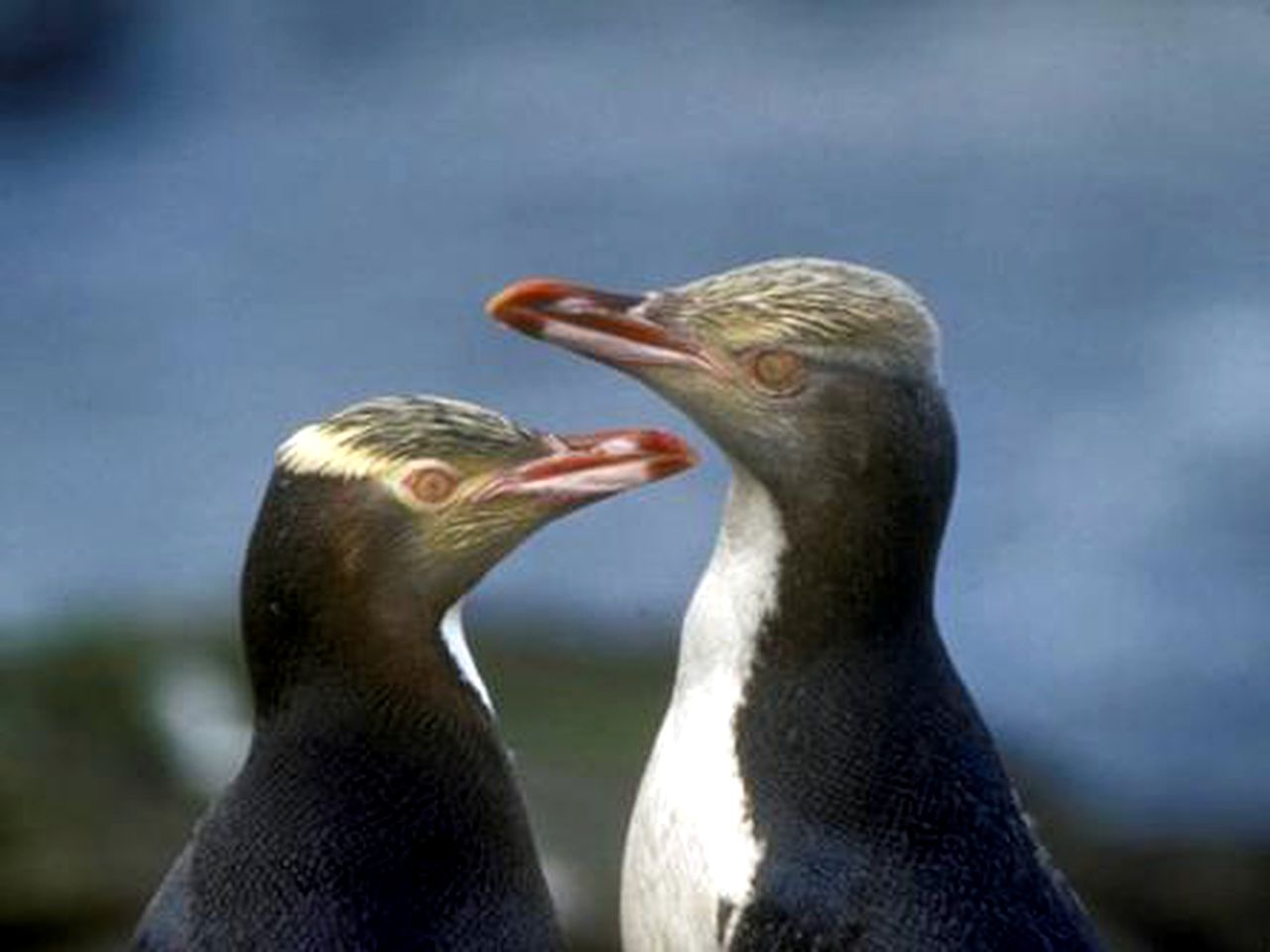 Warm Holiday Cabin for Four on Catlins Coast in Otago, New Zealand