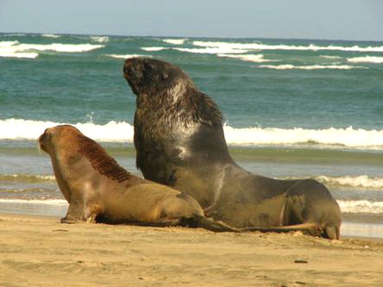 Warm Holiday Cabin for Four on Catlins Coast in Otago, New Zealand