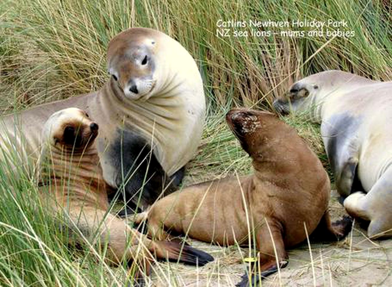 Warm Holiday Cabin for Four on Catlins Coast in Otago, New Zealand