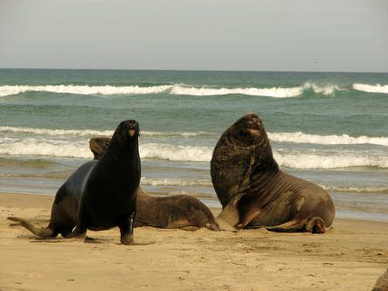 Cozy Cabin for Four on Surat Bay in Newhaven, New Zealand