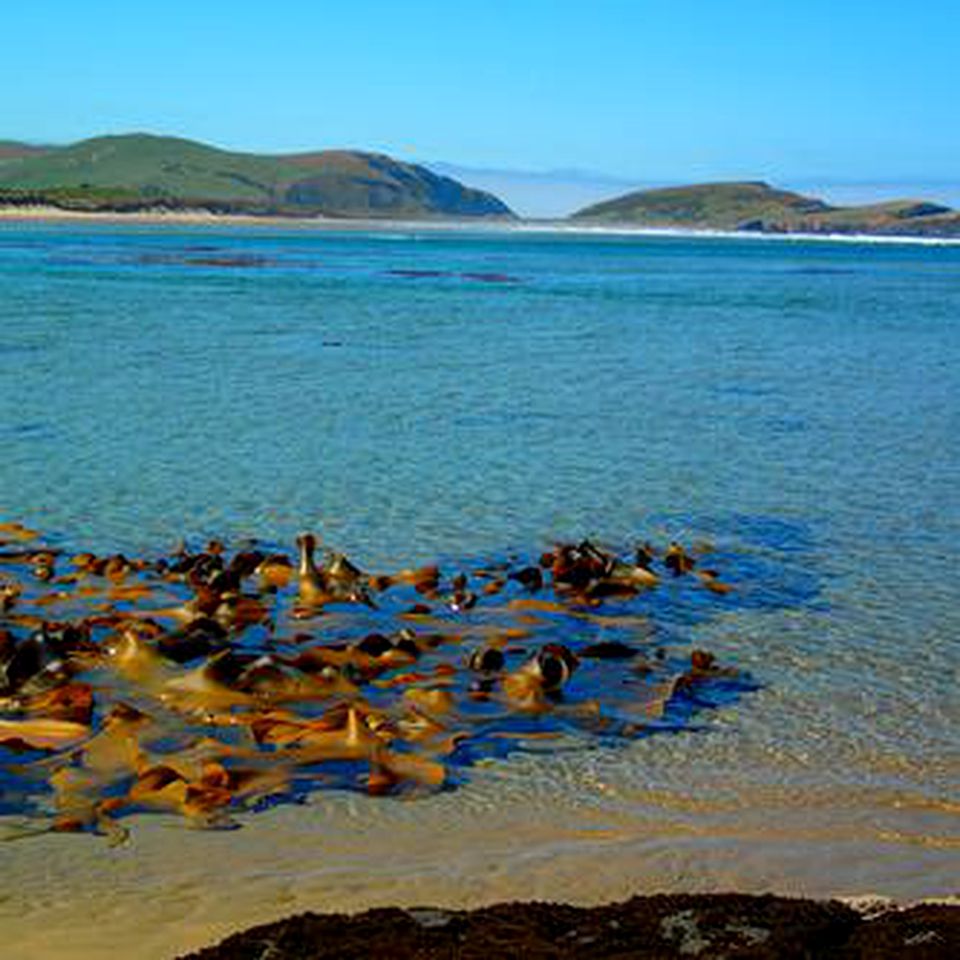 Retro Caravan with Deck by the Sea in Newhaven, New Zealand