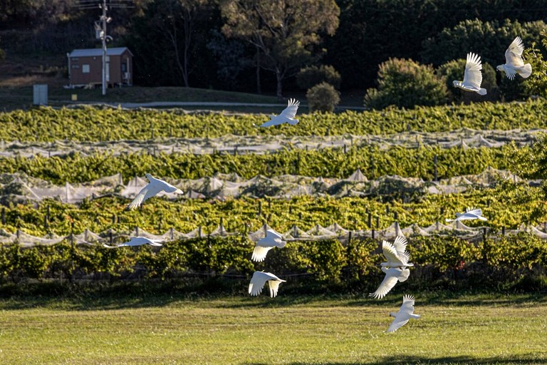Tiny Houses (Australia, Collector, New South Wales)