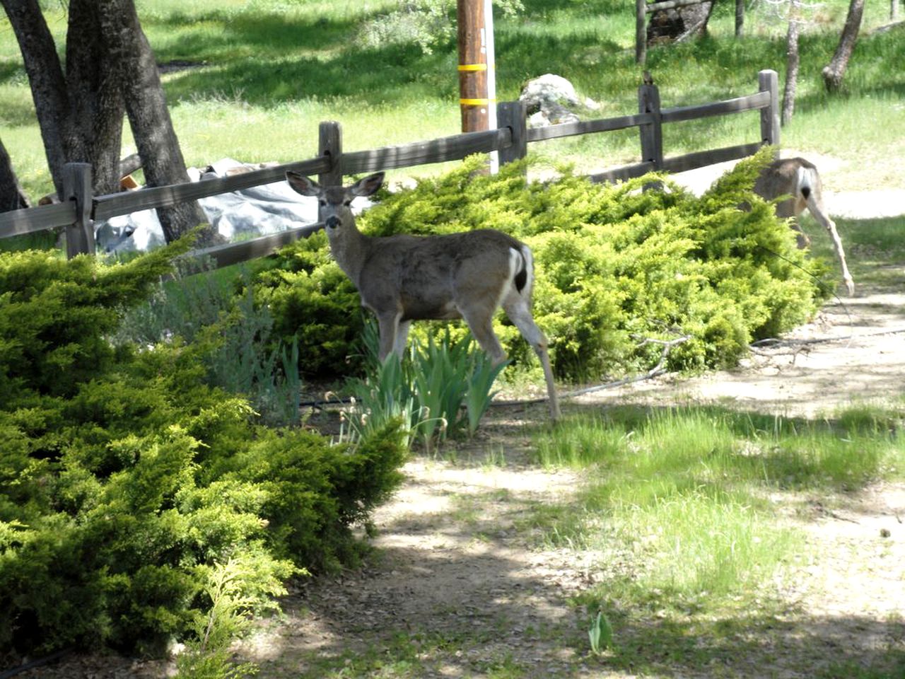 Secluded Cabin Rental with Incredible Views from the Deck near Bass Lake, California