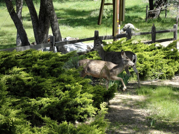 Cabins (Oakhurst, California, United States)